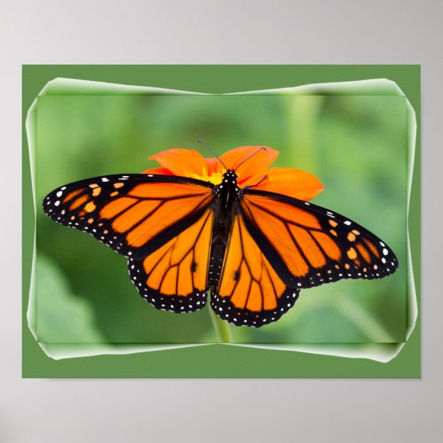 Monarch Butterfly Poster (Framsidan)