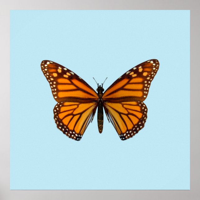 Monarch Butterfly Poster (Framsidan)
