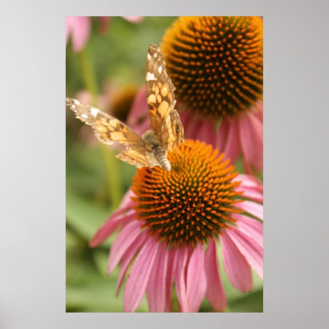 Monarch Butterfly Poster (Framsidan)