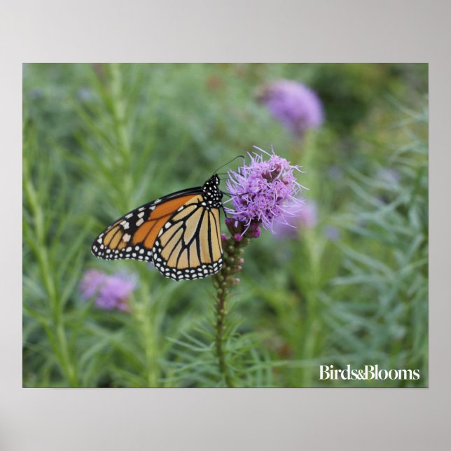 Monarch Butterfly Poster (Framsidan)