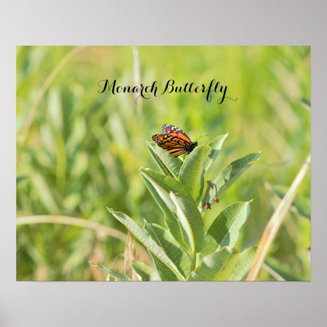 Monarch Butterfly Poster (Framsidan)
