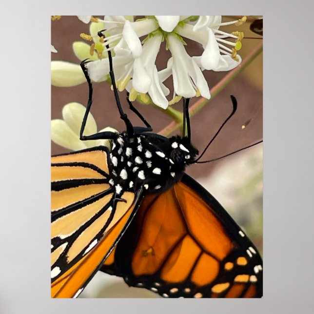 Monarch Butterfly Poster (Framsidan)