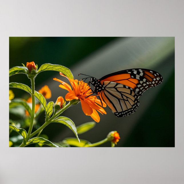 Monarch Butterfly Poster (Framsidan)