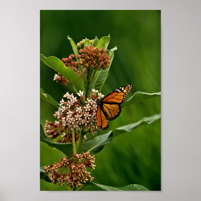 Monarch Butterfly Poster (Framsidan)