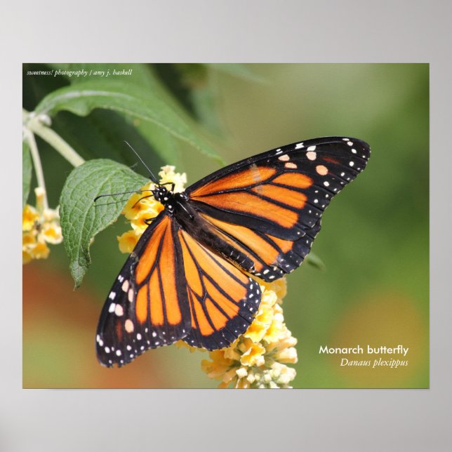 Monarch Butterfly Poster (Framsidan)