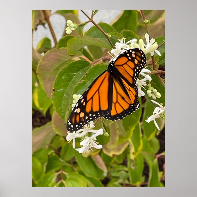 Monarch Butterfly Poster (Framsidan)