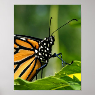 Monarch Butterfly Poster