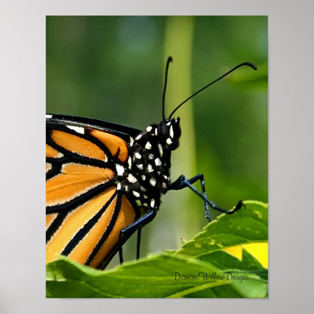 Monarch Butterfly Poster (Framsidan)