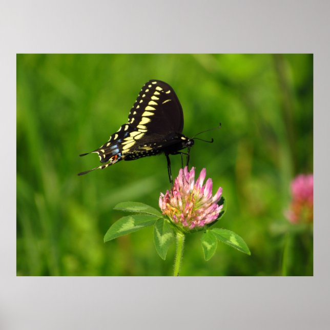 Monarch Butterfly Poster (Framsidan)