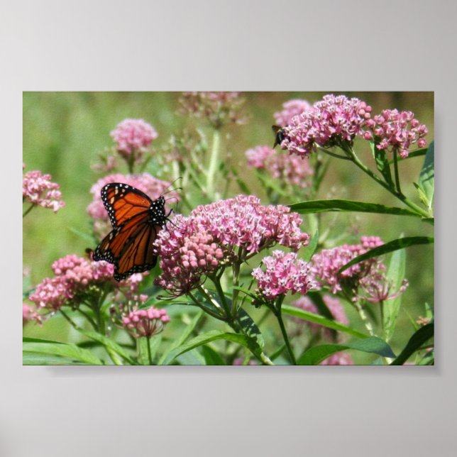 Monarch Butterfly poster (Framsidan)