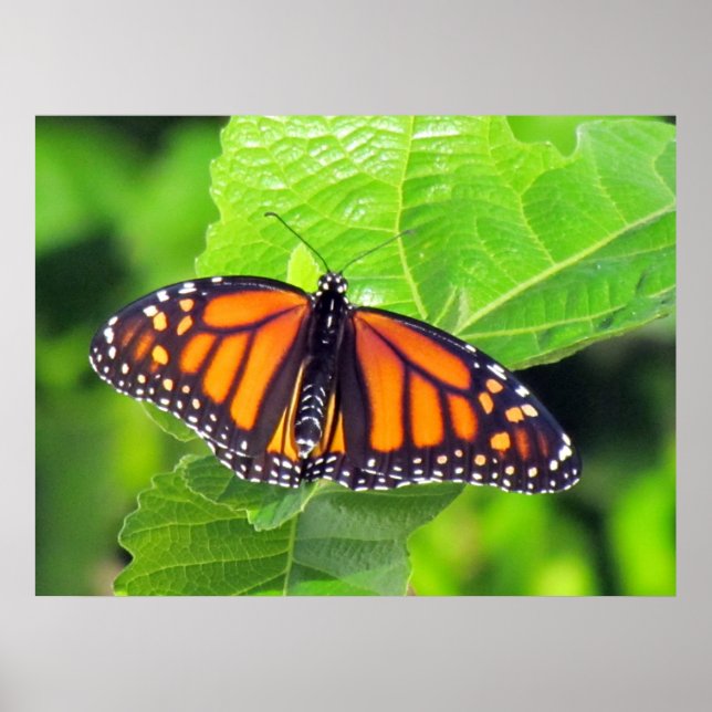 Monarch Butterfly Poster (Framsidan)