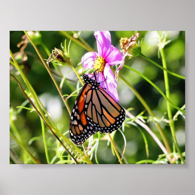 Monarch Butterfly Poster (Framsidan)
