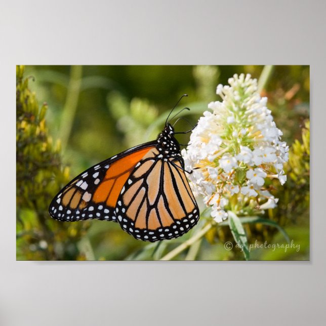 Monarch Butterfly Poster (Framsidan)