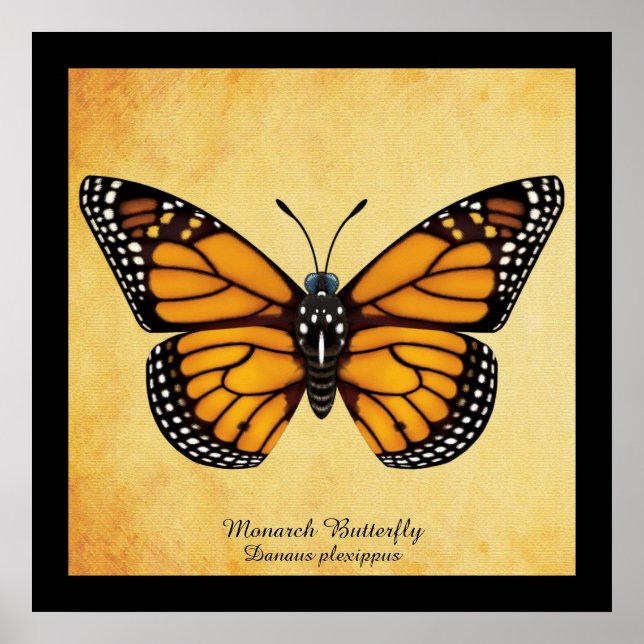 Monarch Butterfly Poster (Framsidan)