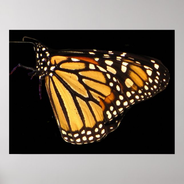 Monarch Butterfly Poster (Framsidan)