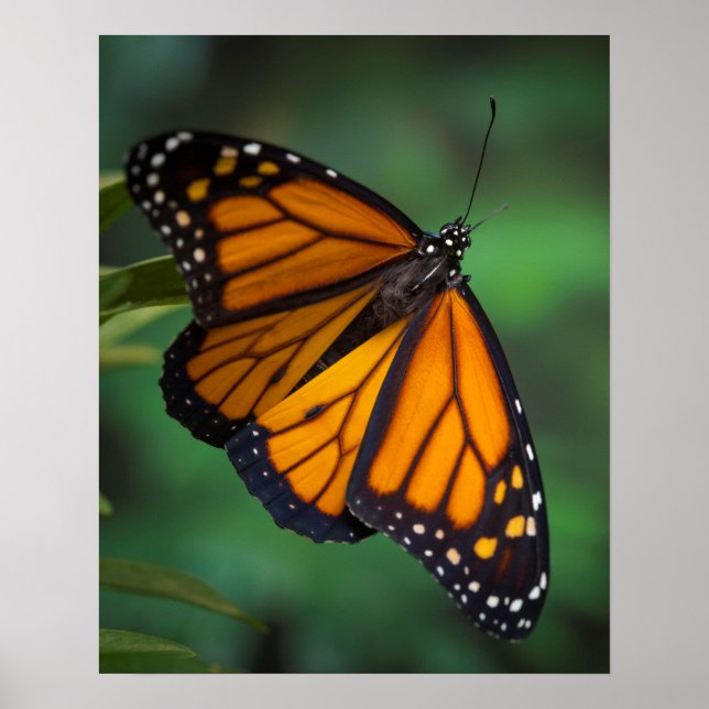 Monarch Butterfly Poster (Framsidan)