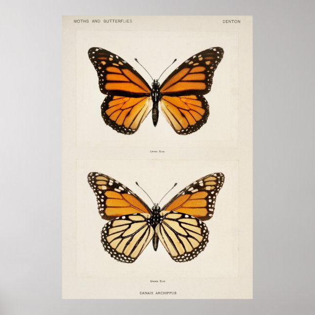 Monarch Butterfly Poster (Framsidan)