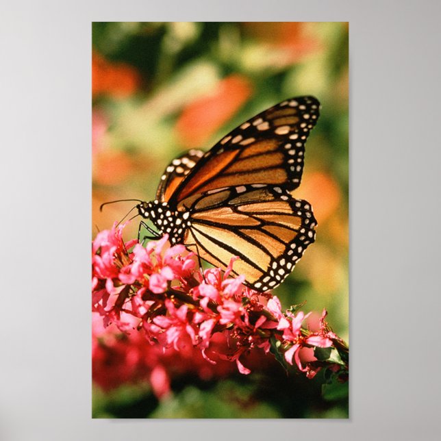 Monarch Butterfly poster (Framsidan)