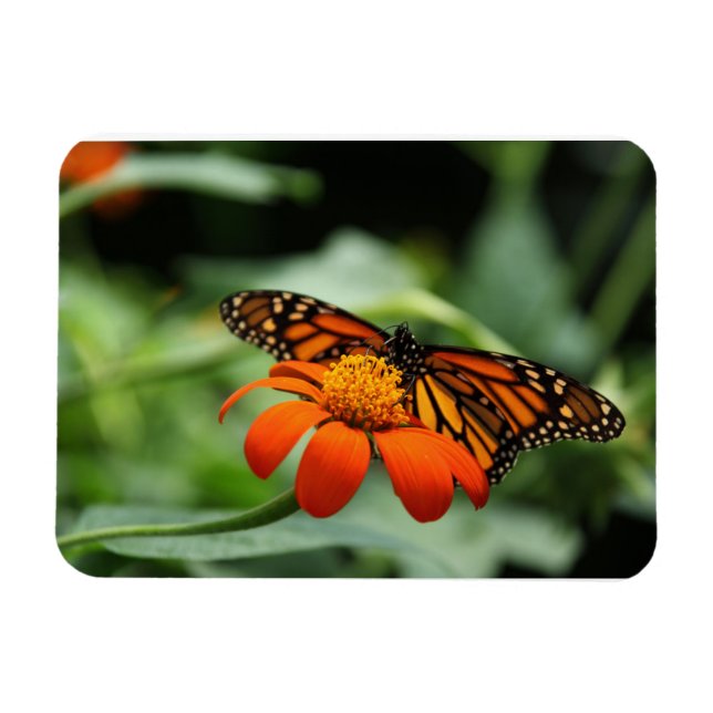 Monarch Butterfly Premium Magnet (Horisontell)