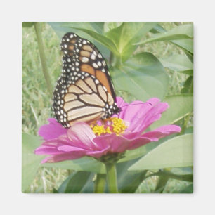 Monarch Butterfly, Rosa Zinnia Magnet