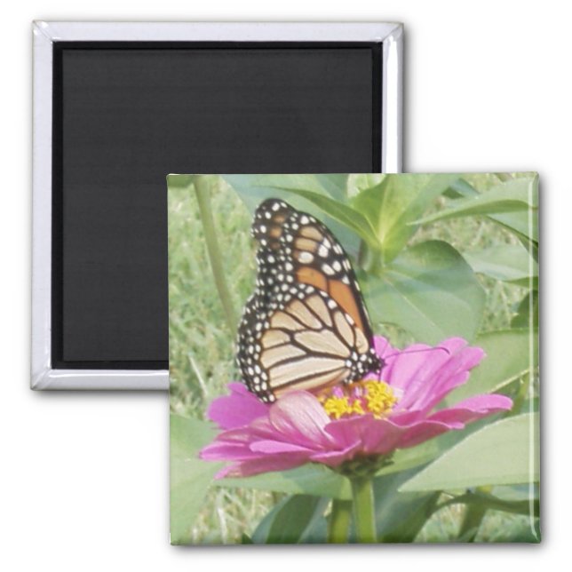 Monarch Butterfly, Rosa Zinnia Magnet (Framsidan)