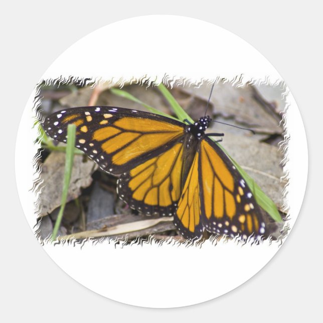 Monarch Butterfly Runt Klistermärke (Framsida)