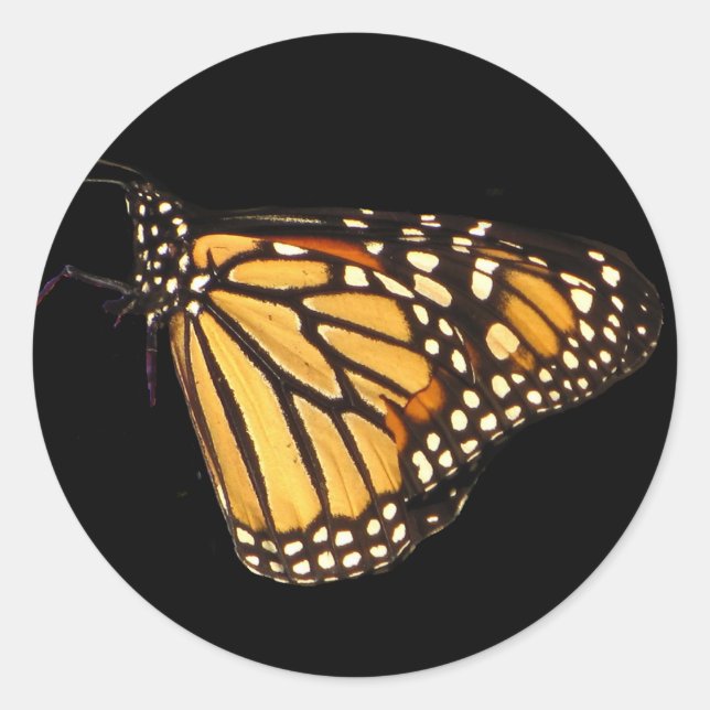 Monarch Butterfly Runt Klistermärke (Framsida)