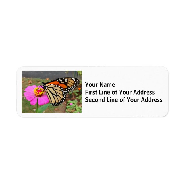 Monarch Butterfly Sipping a Rosa Zinnia Returadress Etikett (Framsidan)
