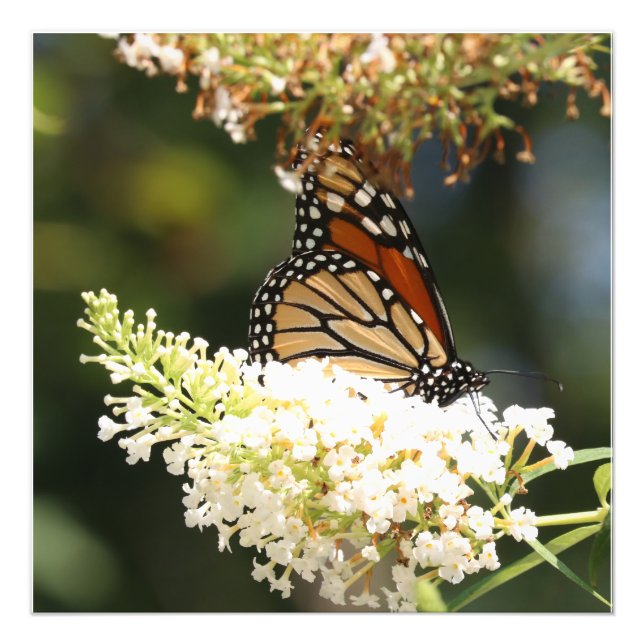 Monarch butterfly sipping nectar fototryck (Framsidan)