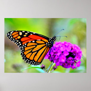 Monarch Butterfly-snacket på nektarfoto-poster Poster