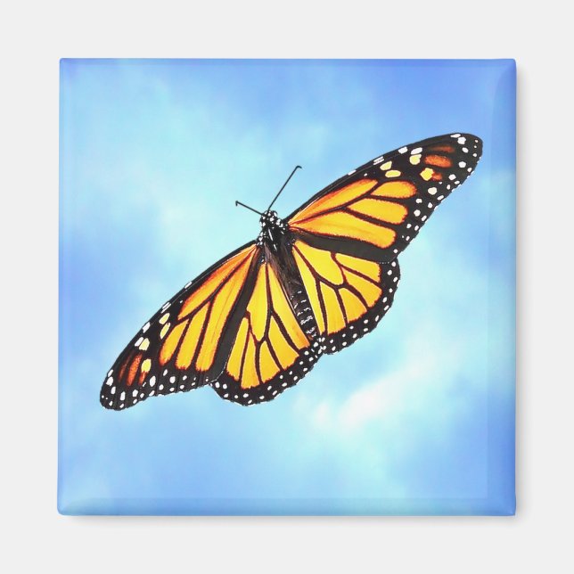 Monarch Butterfly Square Magnet (Framsidan)