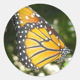 Monarch Butterfly Sticker Runt Klistermärke