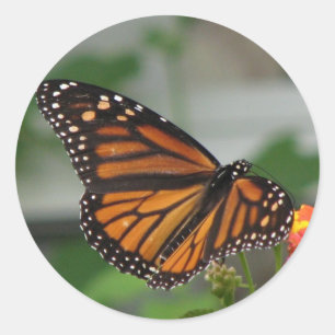 Monarch Butterfly Sticker Runt Klistermärke