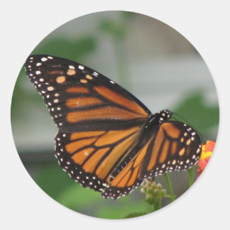 Monarch Butterfly Sticker Runt Klistermärke