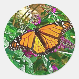Monarch Butterfly Sticker Runt Klistermärke