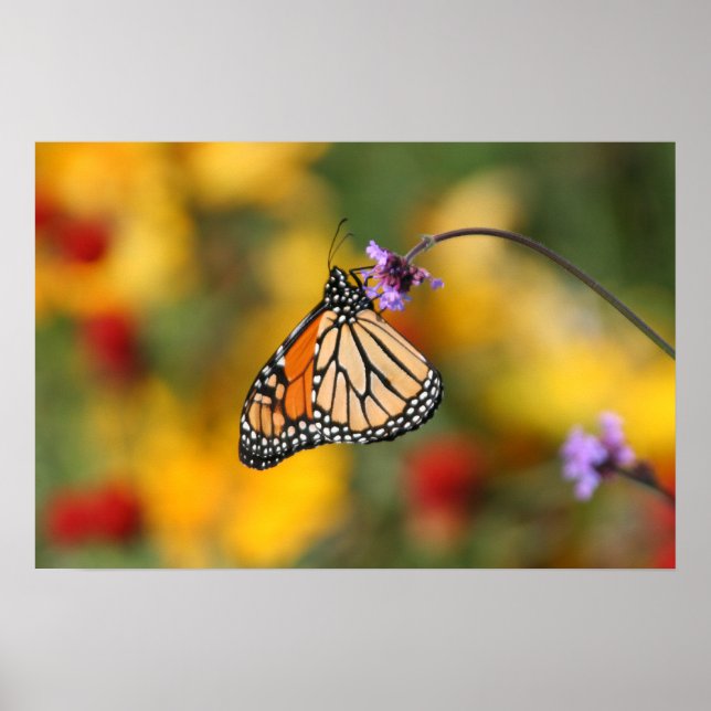Monarch Butterfly Stops for Pollen Poster (Framsidan)