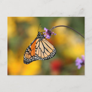 Monarch Butterfly Stops for Pollen Vykort