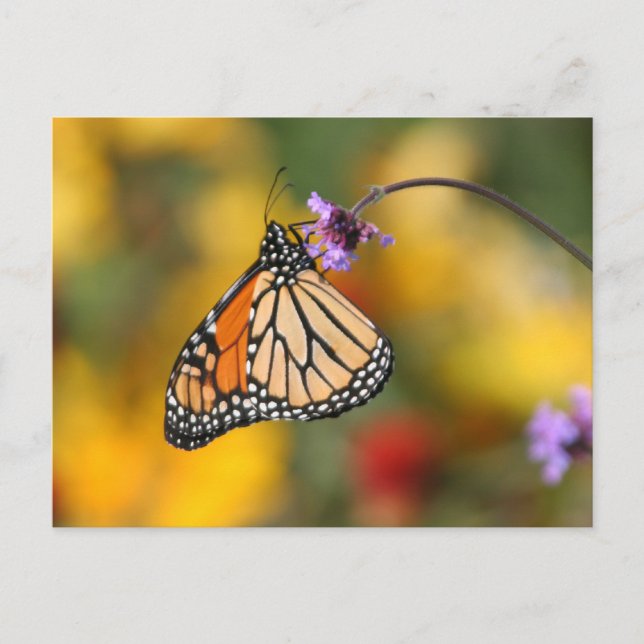 Monarch Butterfly Stops for Pollen Vykort (Framsida)