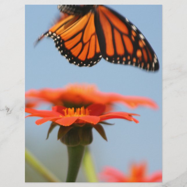 Monarch Butterfly tar flyg (Framsida)