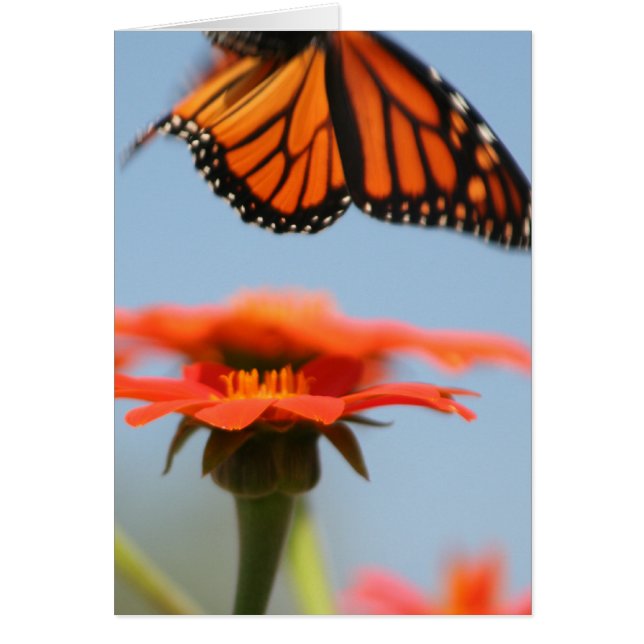 Monarch Butterfly tar flyg Hälsningskort (Framsidan)