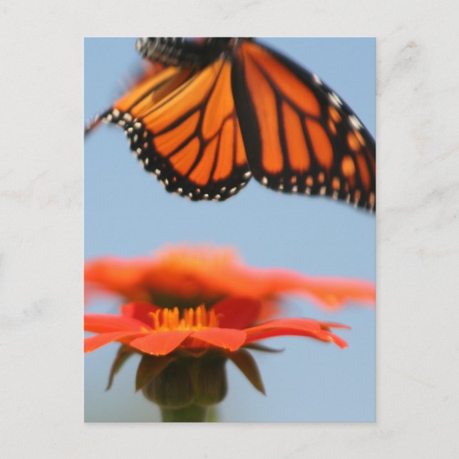 Monarch Butterfly tar flyg Vykort (Framsida)