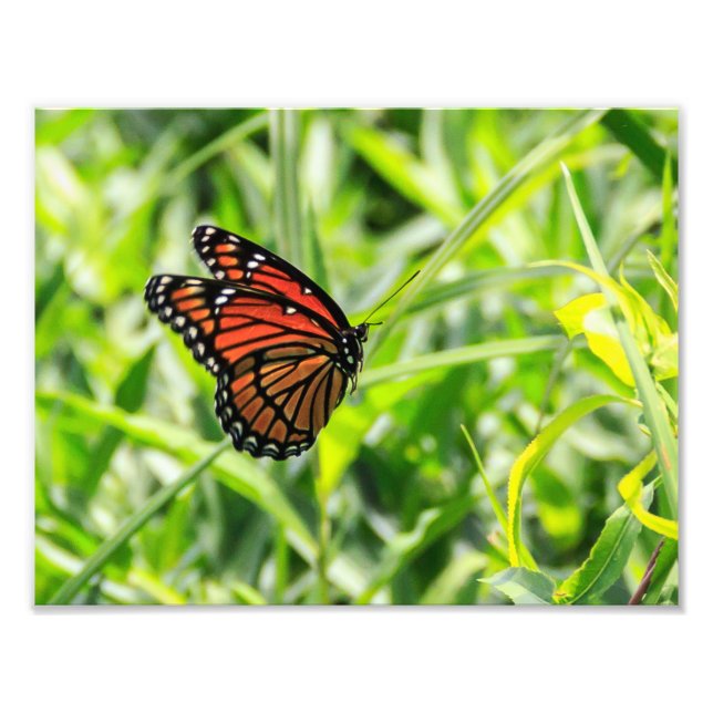 Monarch Butterfly under flygning Fototryck (Framsidan)