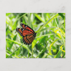 Monarch Butterfly under flygning Vykort