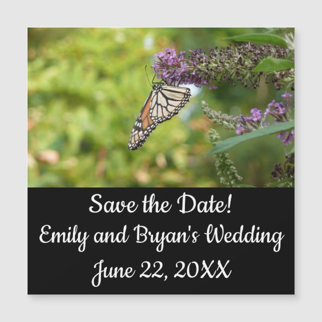 Monarch Butterfly vid Lila Butterfly Bush (Framsida)