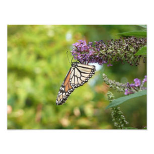 Monarch Butterfly vid Lila Butterfly Bush Fototryck