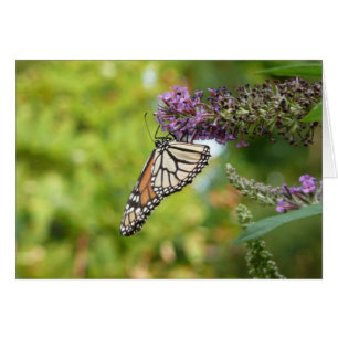 Monarch Butterfly vid Lila Butterfly Bush Hälsningskort