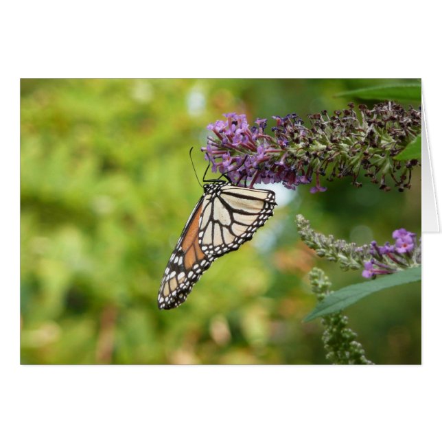 Monarch Butterfly vid Lila Butterfly Bush Hälsningskort (Framsidan Horizontal)