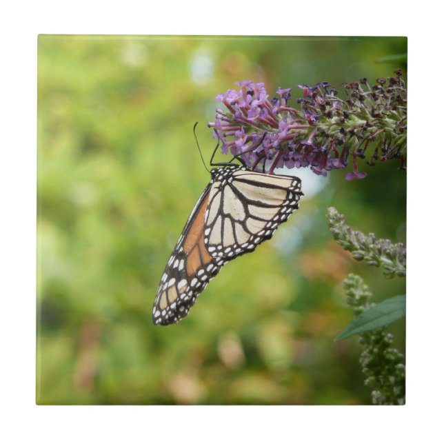 Monarch Butterfly vid Lila Butterfly Bush Kakelplatta (Framsidan)