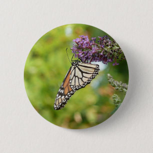 Monarch Butterfly vid Lila Butterfly Bush Knapp