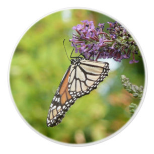 Monarch Butterfly vid Lila Butterfly Bush Knopp
